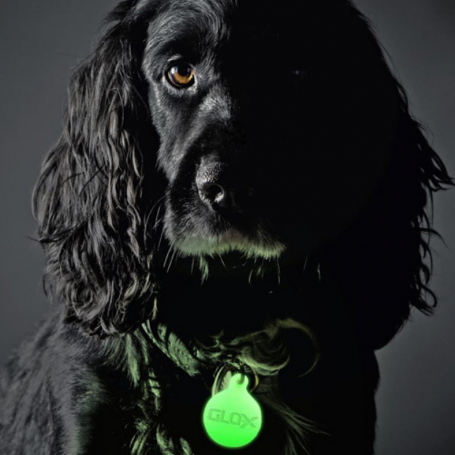 GLO-X pet tags now available