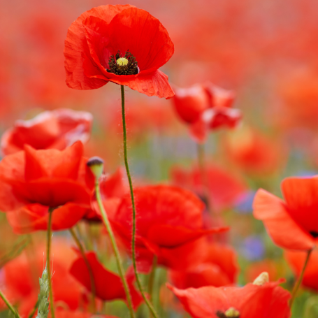 Poppies